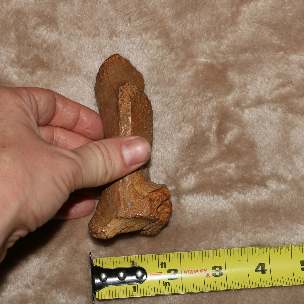 Vertebra Process - Authentic Dinosaur Fossil - Hell Creek Formation Cretaceous