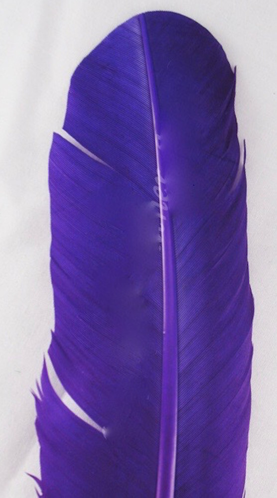 Turkey Wing Quill Craft Feathers dyed Purple per DOZEN