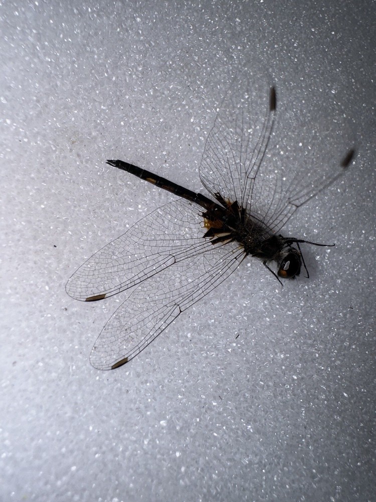 Small Blue Saddle Bags Dragonfly # 1 Odonata