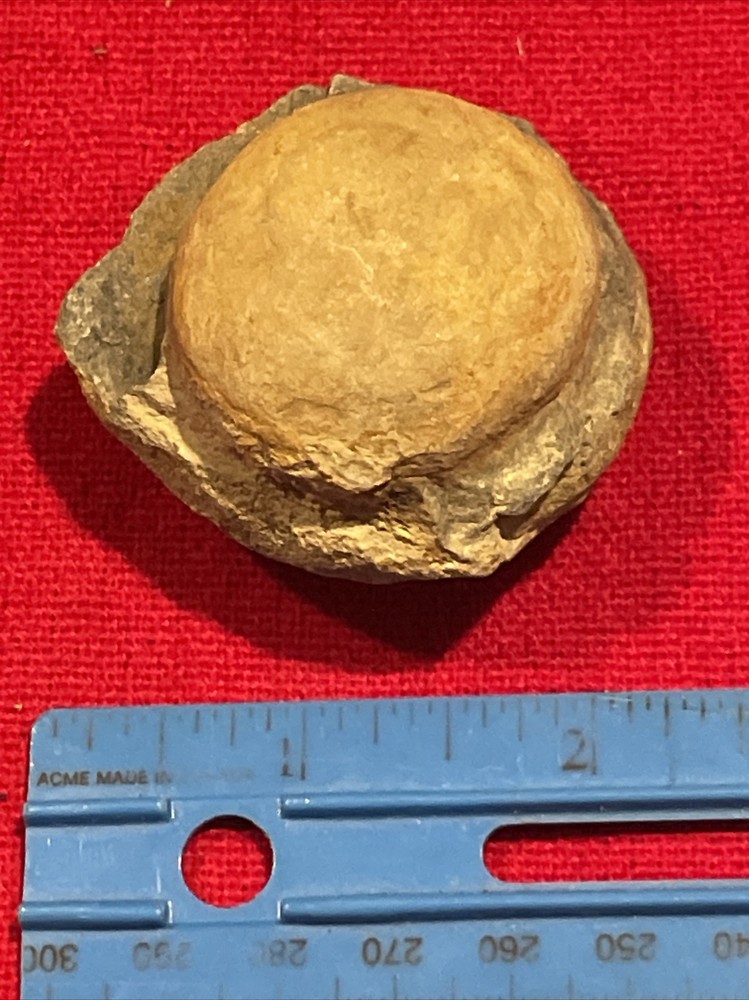 prehistoric Sea animals, Fossilized