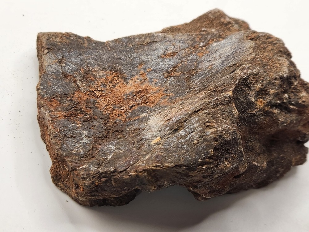 Unknown Dinosaur Bone Fossil (Coracoid?) - Morrison Fm. - UT - Jurassic