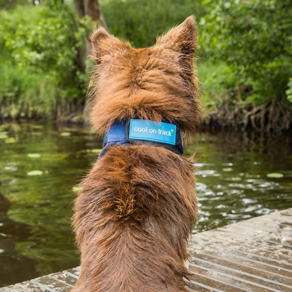 Cool on Track Cooling Dog Bandana (Large), Blue