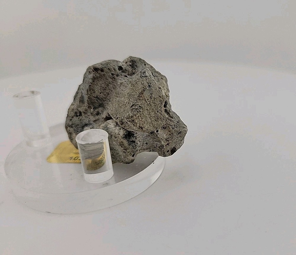 Full Dinosaur Fossil Skull Authentic