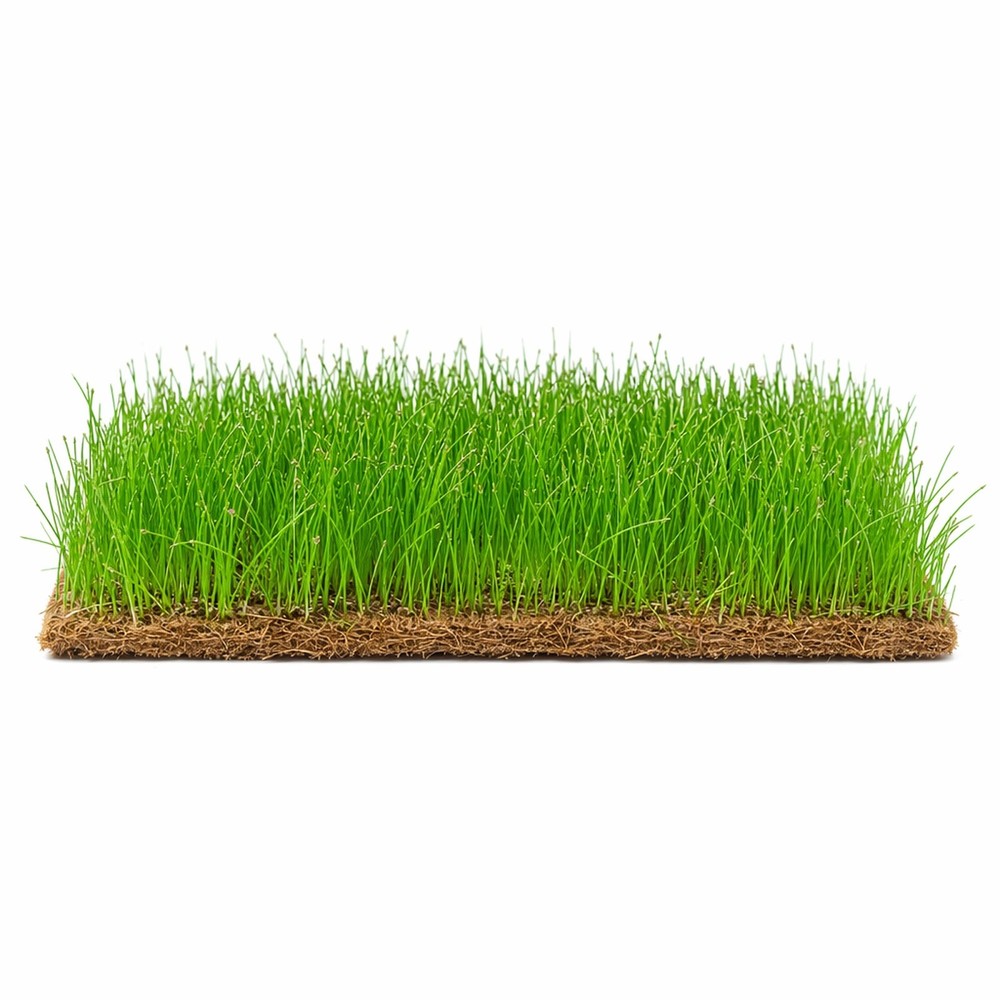 Dwarf Hairgrass Eleocharis Mat