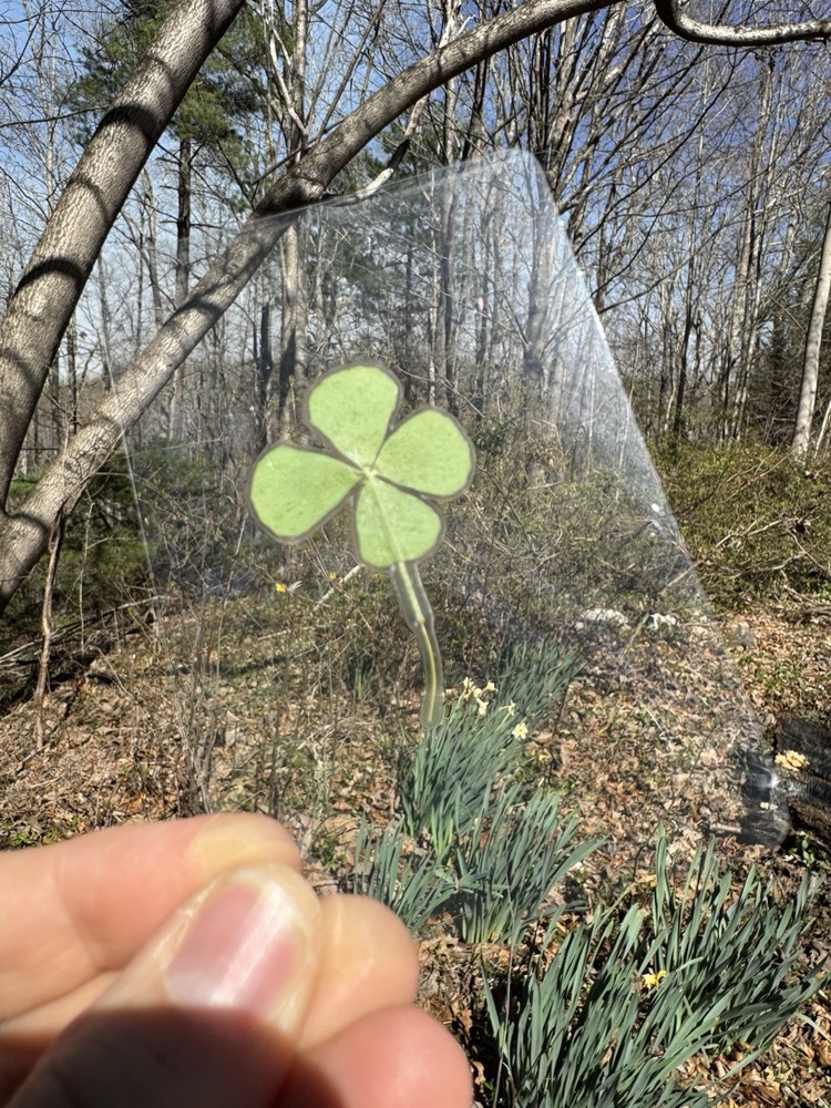 4 Leaf Clover Clear Bookmark Medium Size