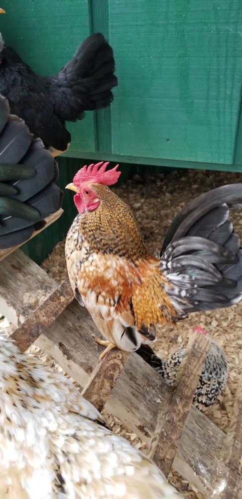 Serama Bantam Eggs. 1 Dozen + extras. Video NO RESERVE!!!