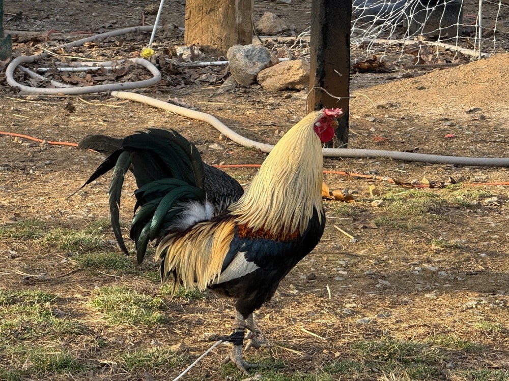 10+ Pure Harold Brown Grey Chicken Eggs