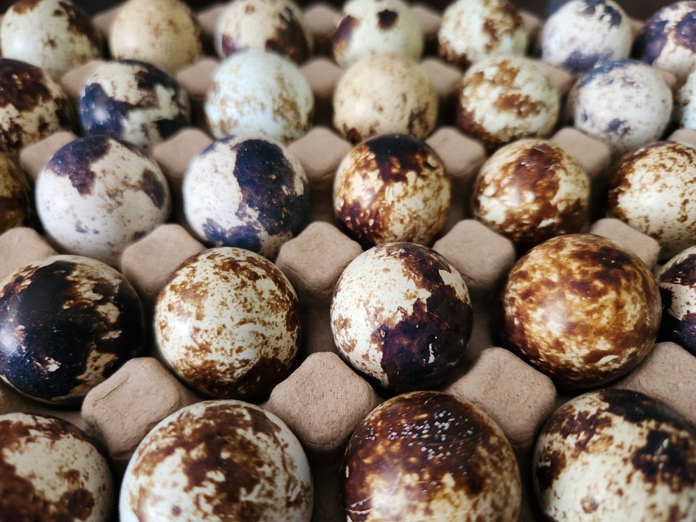 12+ Calico Fee Coturnix Hatching Eggs