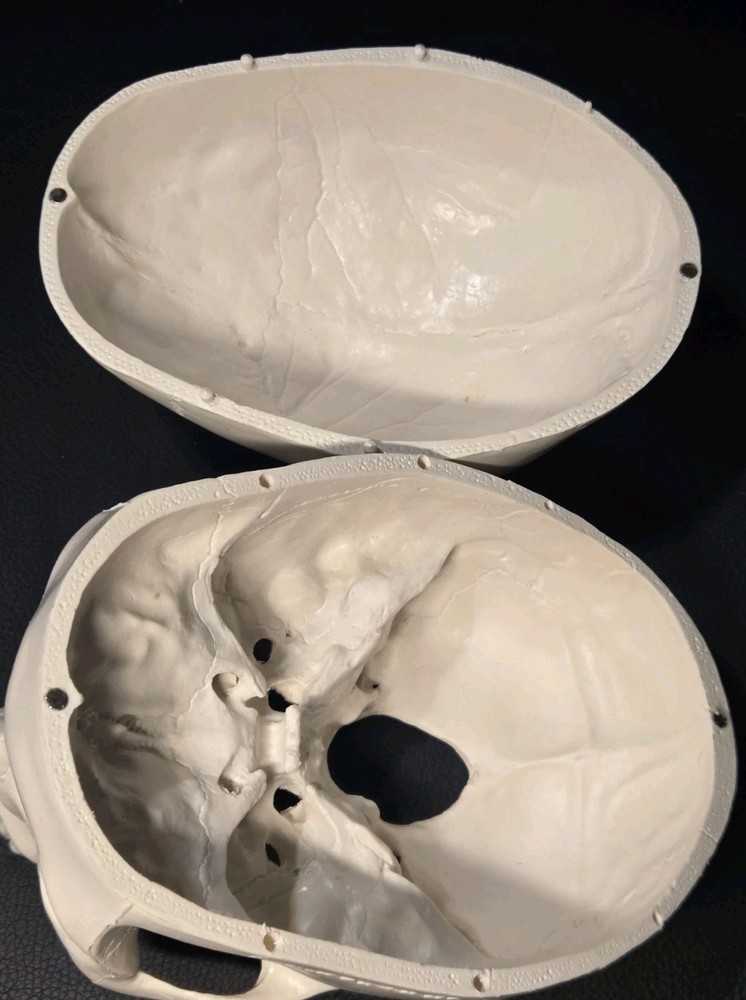 Realistic Anatomical Human Skull Model