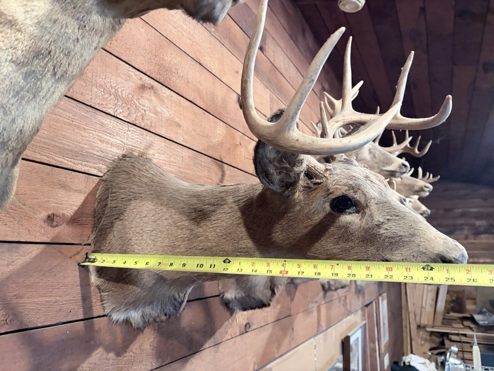 Deer Mount 8 Point