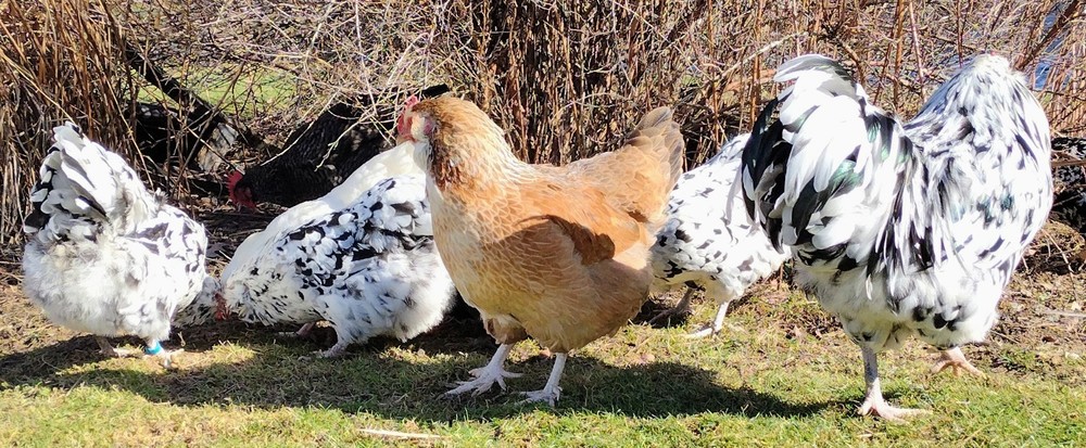 Ermine Ameraucana hatching eggs (12+)