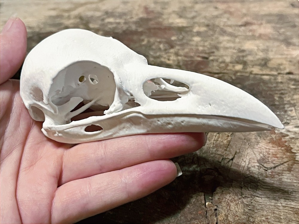 Raven Skull Replica