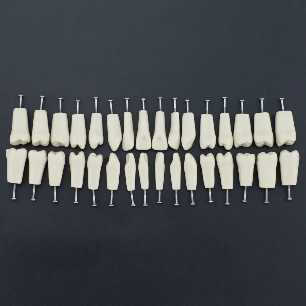 Columbia 860 Type Dental Typodont Teaching Exam Model Removable 32PCS Teeth