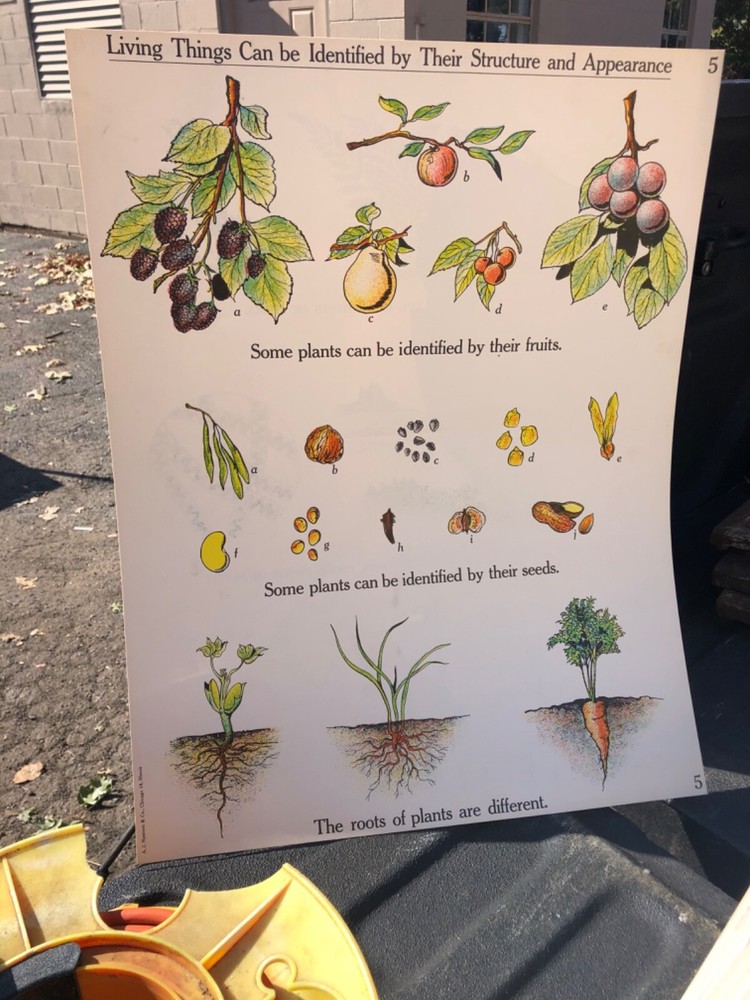 VINTAGE A.J. Nystrom Elementary science chart identity living things 24 x 18.5 B
