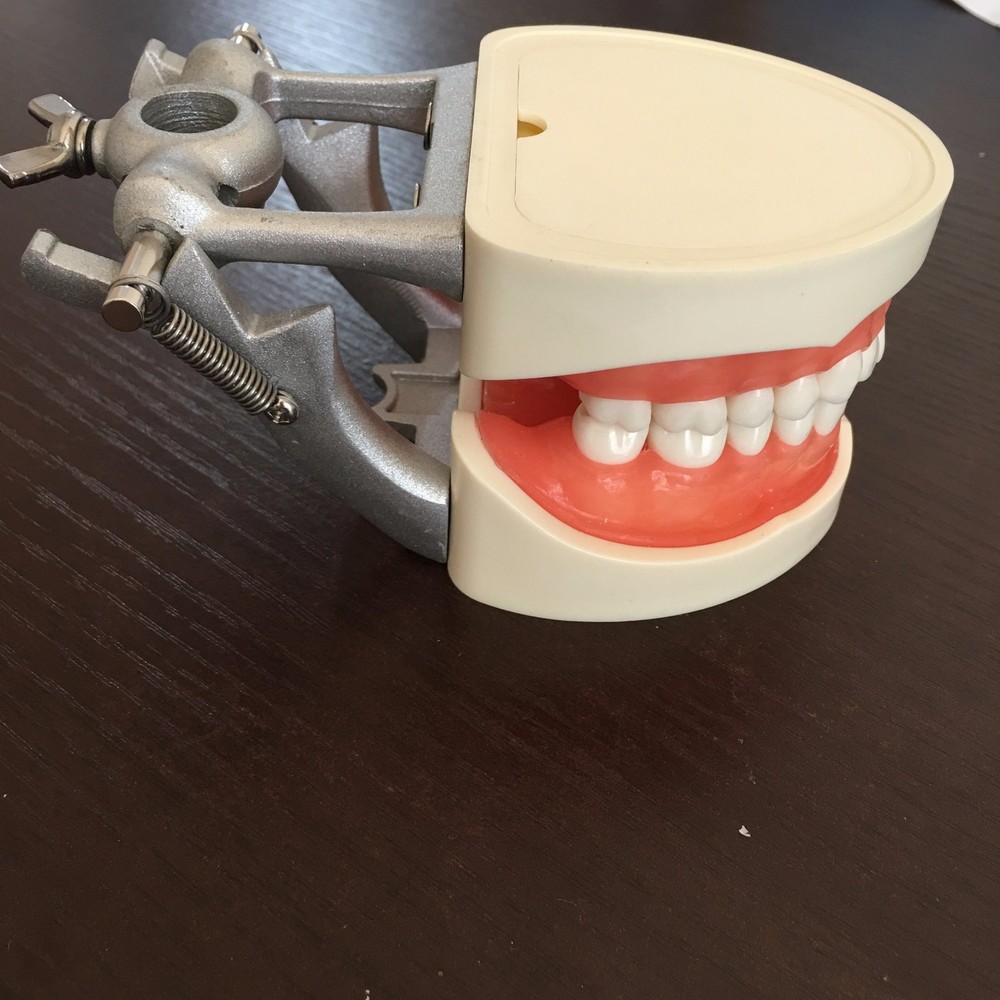 Dental Study Standard Typodont Demonstration Teeth Model Kilgore Nissin Type