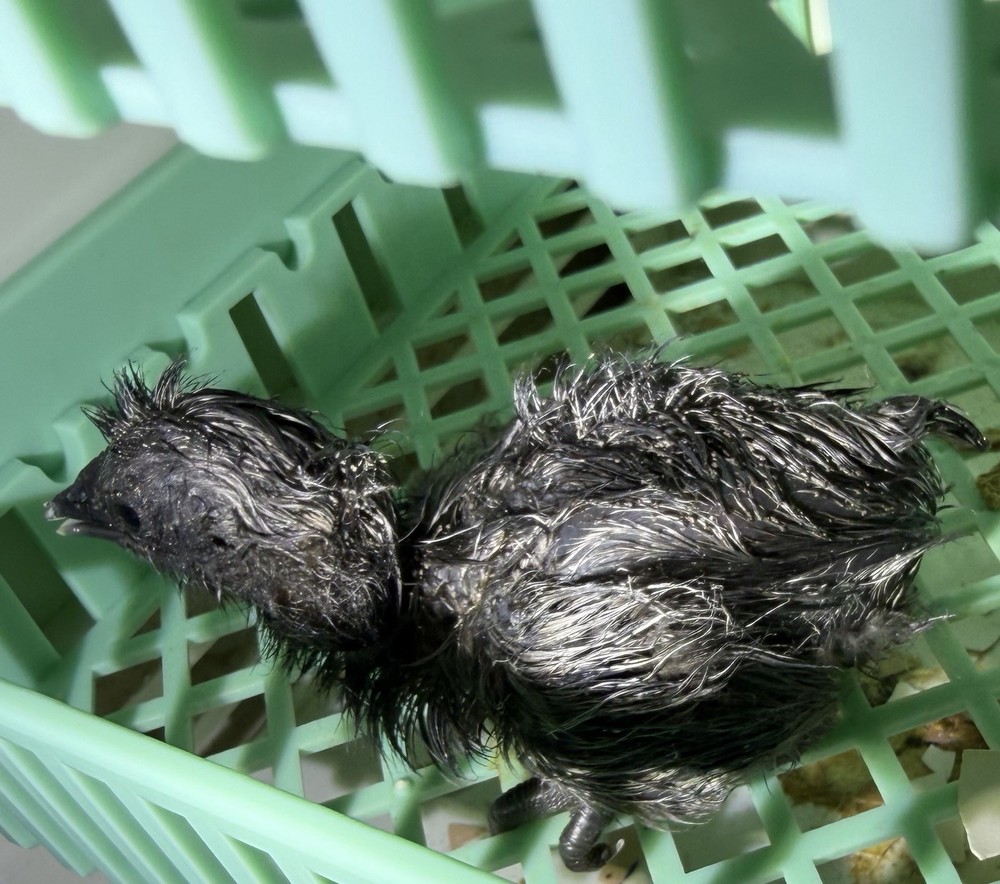 Ayam Cemani Hatching Eggs (10)–Read Description please!-Fertility Confirmed
