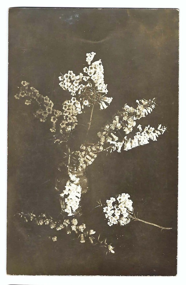 WILD FLOWERS photo postcard - c1910