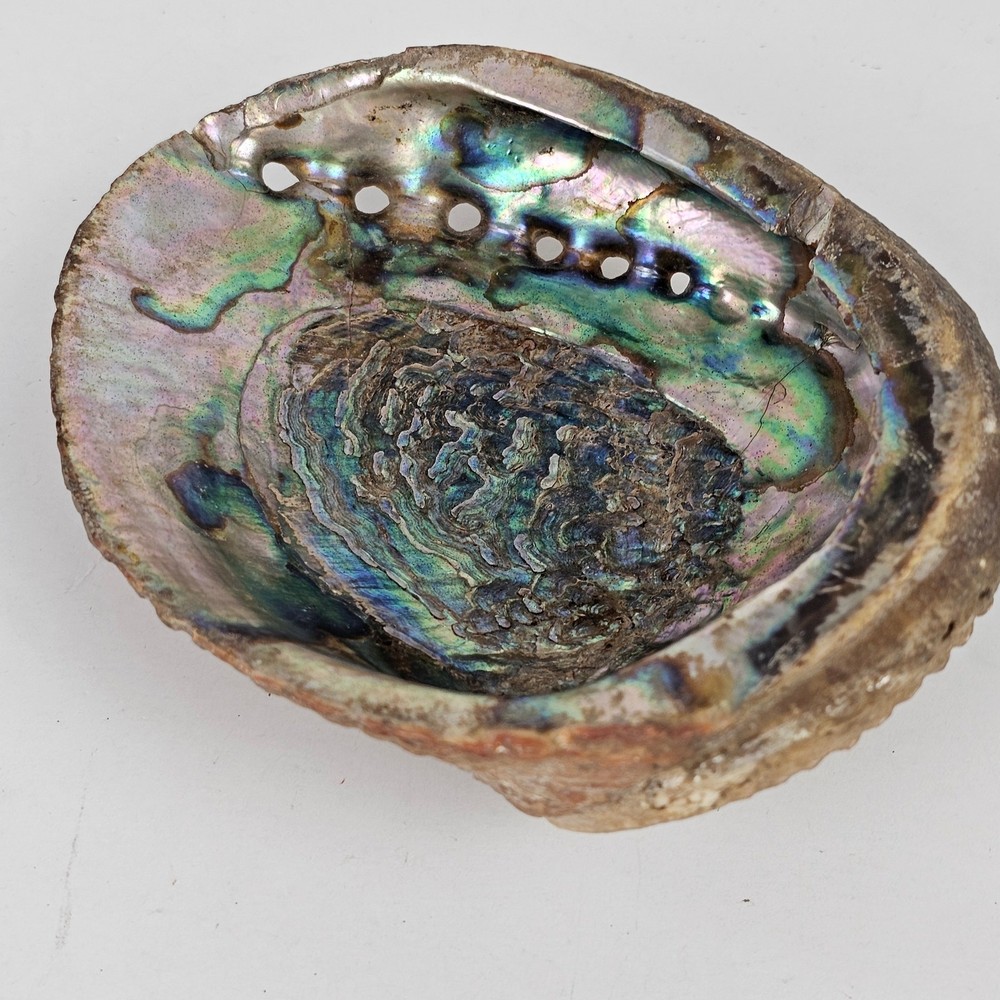 Abalone Shell 4.5" x 6" x 1 7/8"