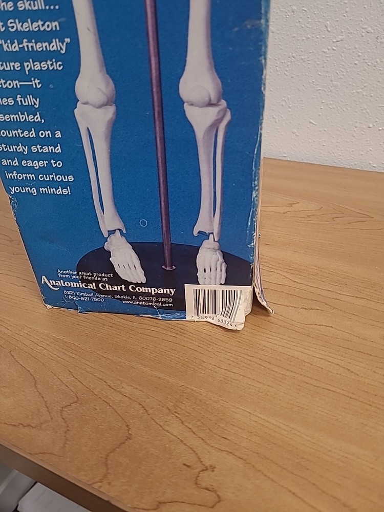 My First Skeleton 16.5” Anatomical Chart Company Model & Stand Tiny Tim
