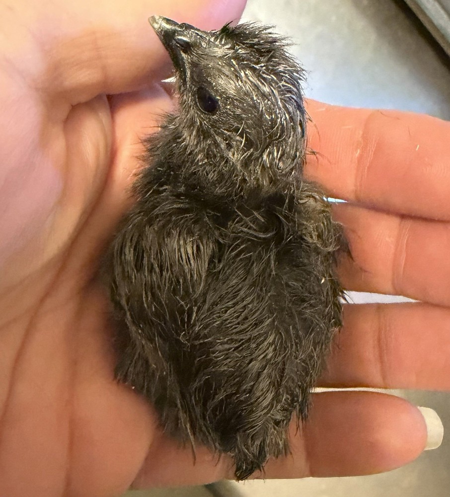 Ayam Cemani Hatching Eggs (10)–Read Description please!-Fertility Confirmed