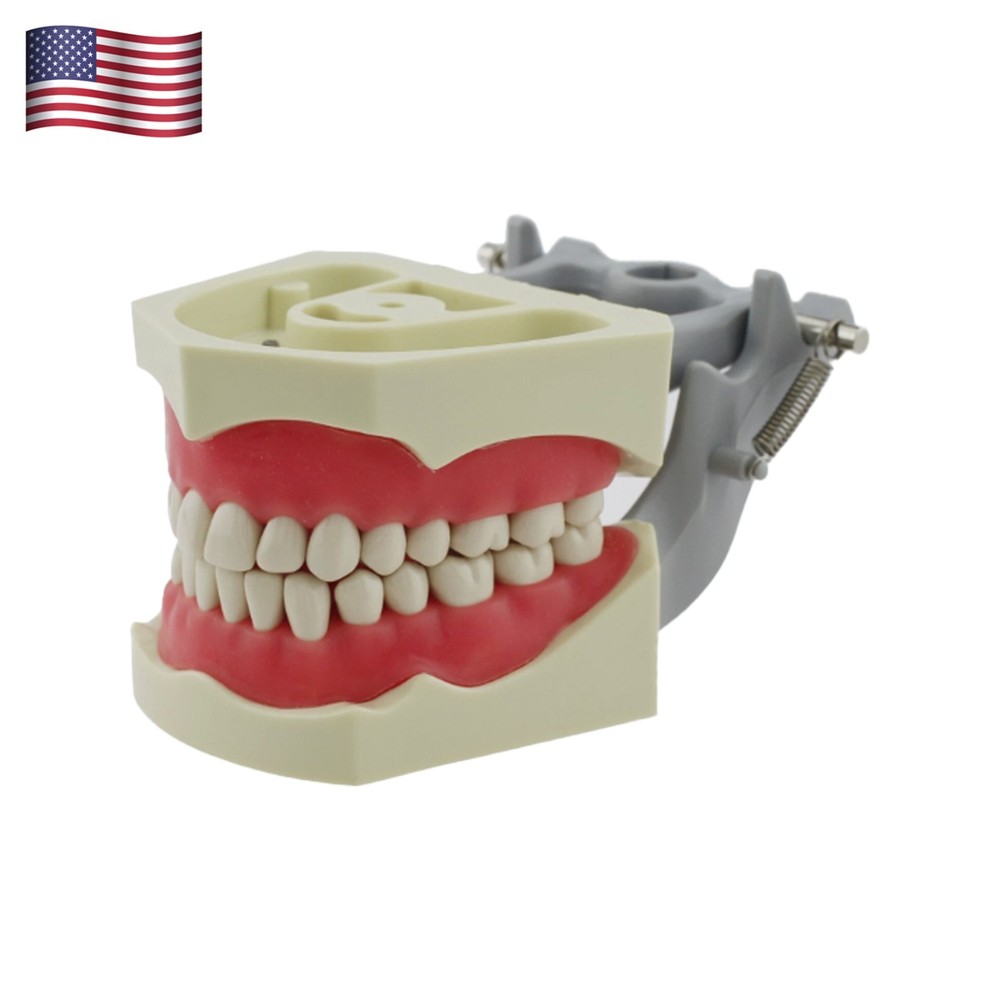 Columbia Dentoform 860 Dental Typodont 32PCS Teeth Model Removable Soft Gingiva