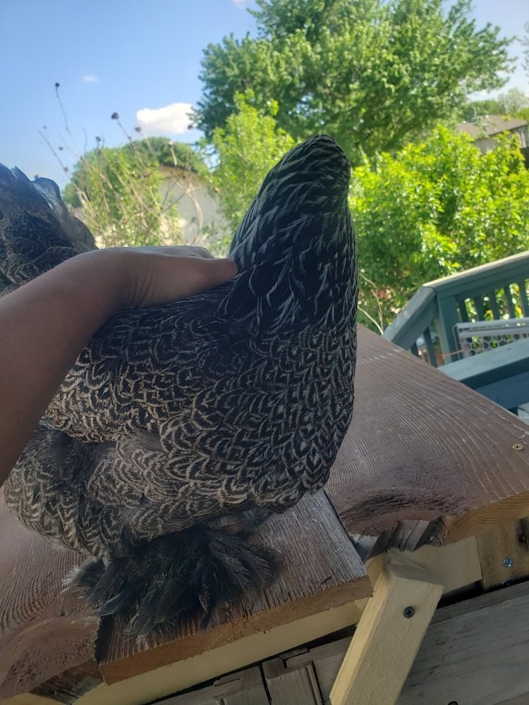 6ea  BRAHMA  Chicken Hatching Eggs mix. buff,white, browntan, black whithe