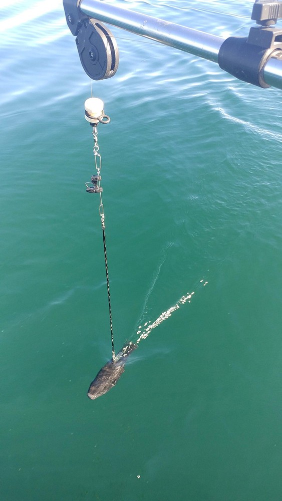 Downrigger Snubber Twin Pack, Black