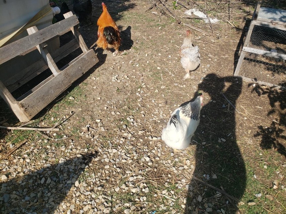 6ea BRAHMA Chicken Hatching Eggs mix. buff,white, browntan, black whithe