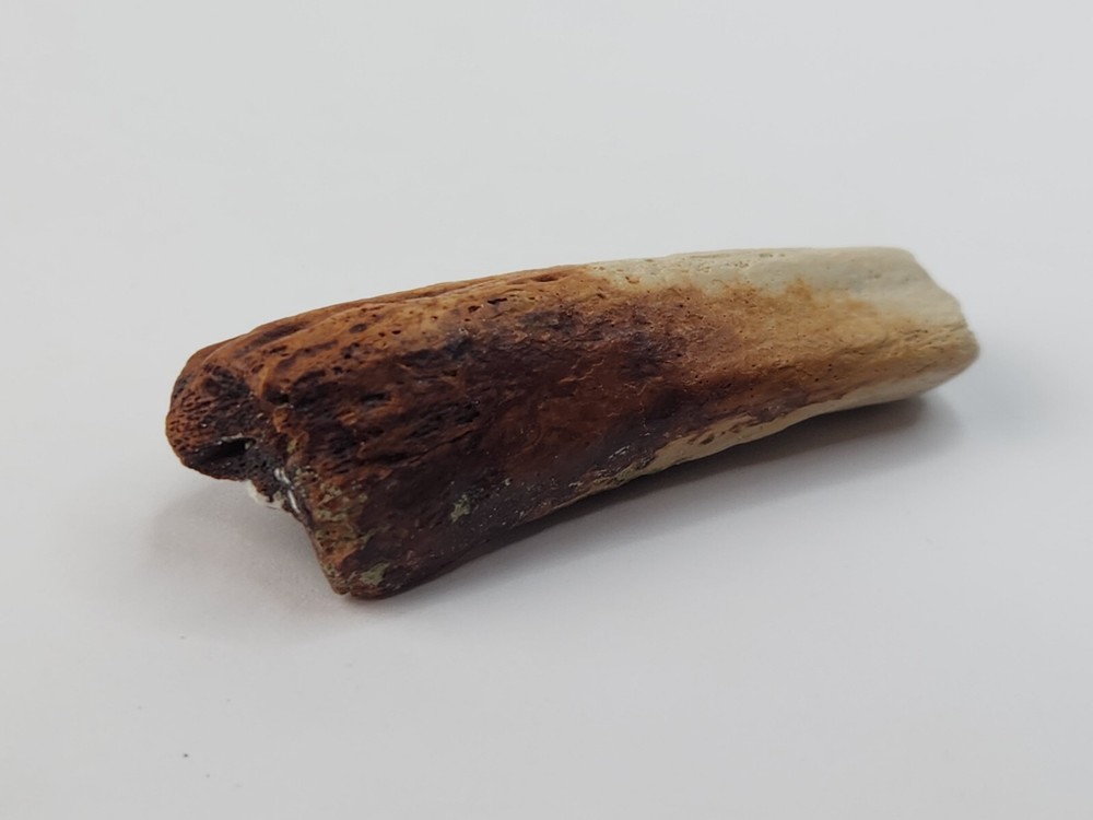 Crocodilian Surangular Jaw Skull Bone Fossil - Judith River Fm. - MT