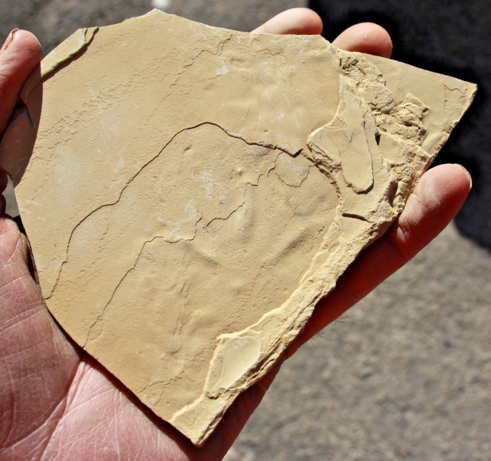 One Fossil Bird Track on Front