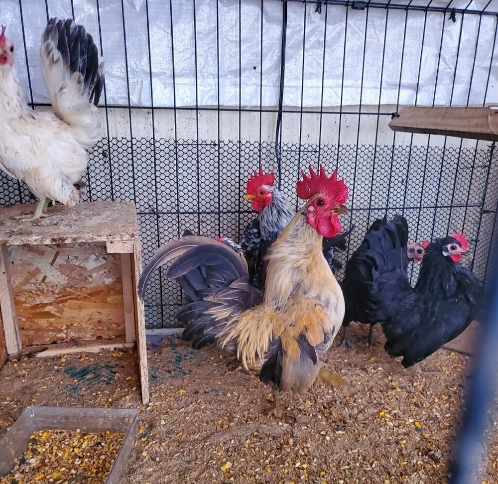 12 Clean Serama Hatching Eggs, Micro, A & B Types / Malay/Trad