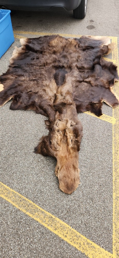 Moose Rug