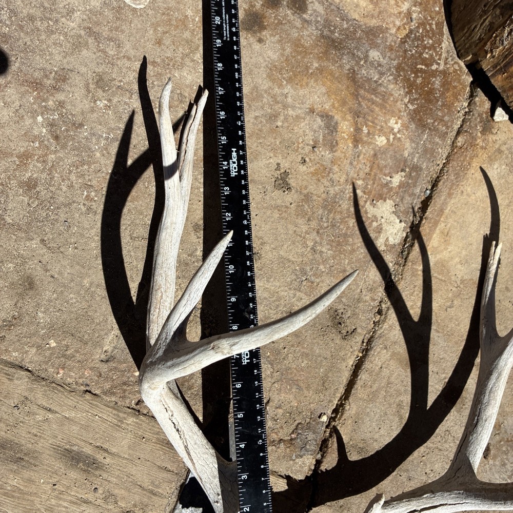 Mule Deer Skull Plate
