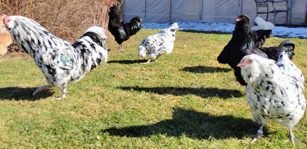 Ermine Ameraucana hatching eggs (12+)