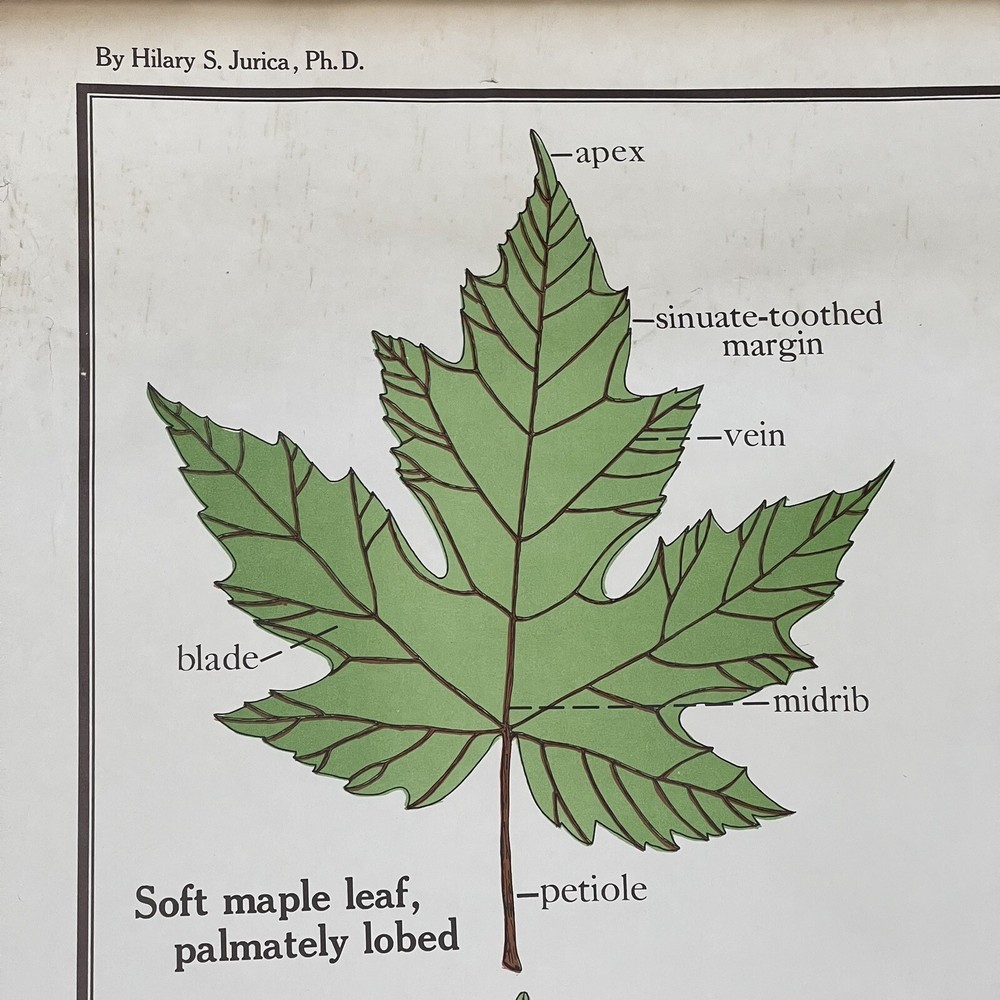Vintage A.J Nystrom & Co. pull down Anatomy Of A leaf
