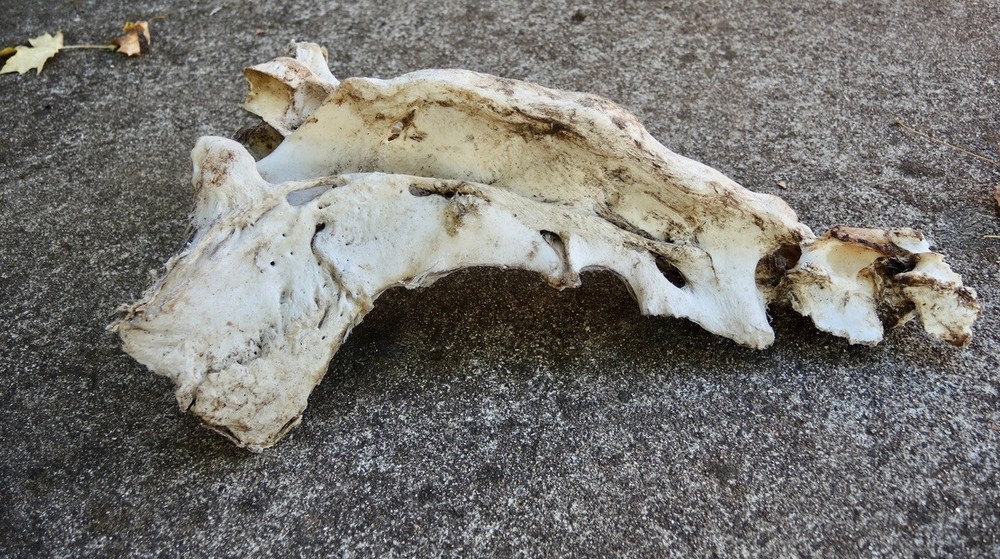 Bovine Cow Sacrum Bone 15"