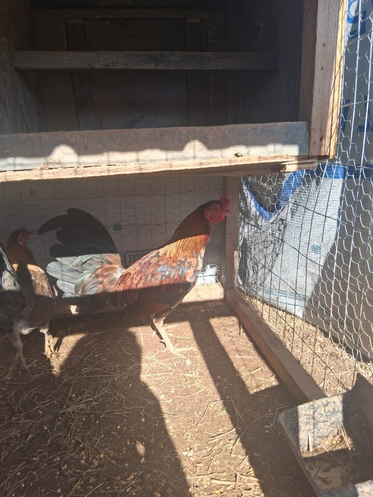 6 Hennys Pure Hatching Eggs