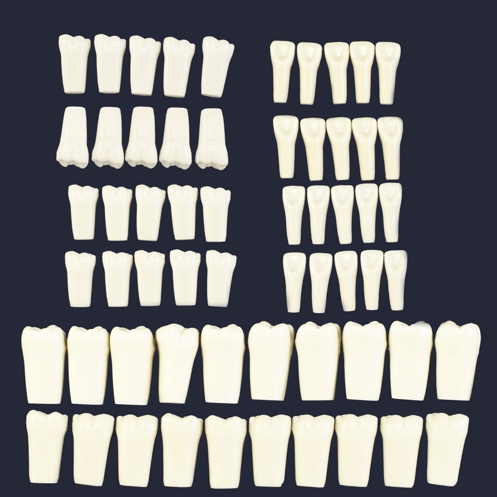 Columbia Dentoform 860 Dental Typodont Model 32pcs Removable Teeth Mounting Pole