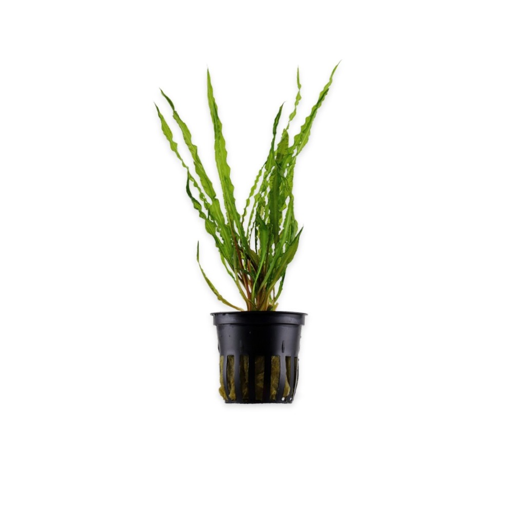 Cryptocoryne Crypt Balansae