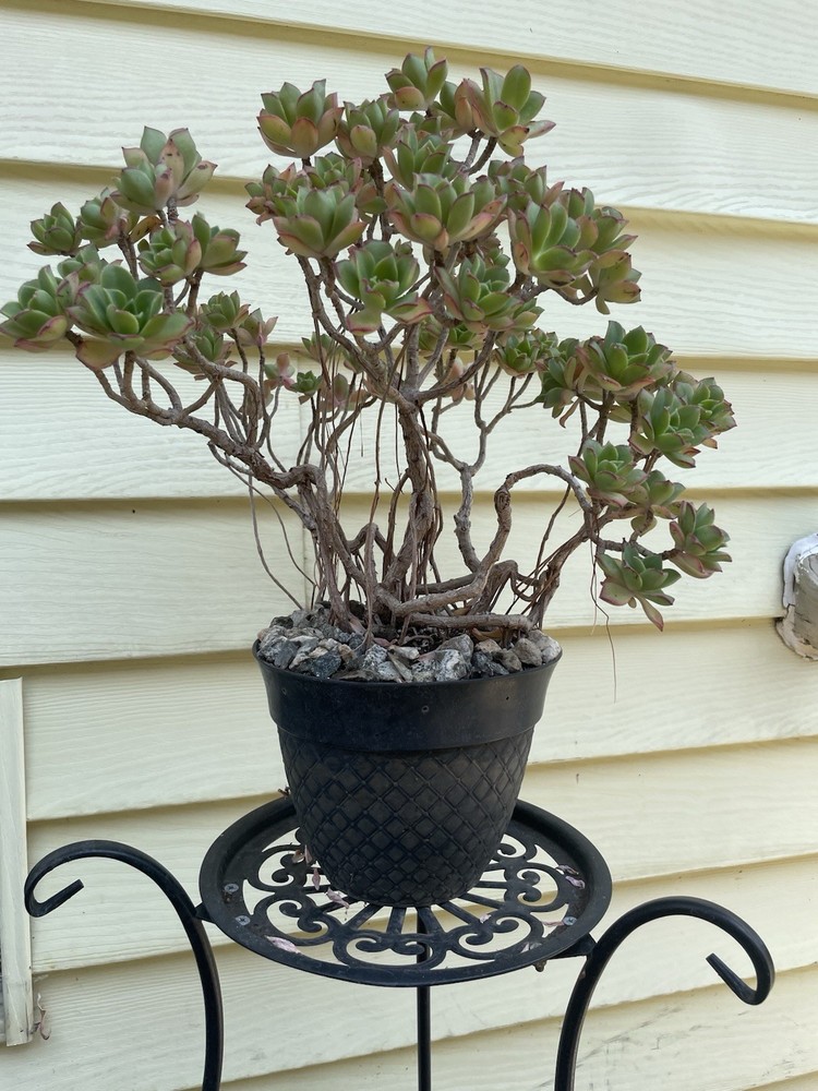 Bonsai Tree Aeonium Haworthia Tree Ship With Bare Rooted