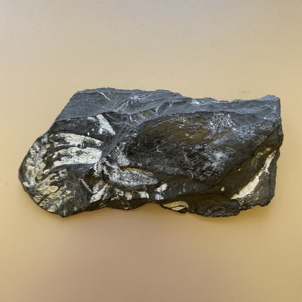 Leaf Fossil Unknown - Pre Owned