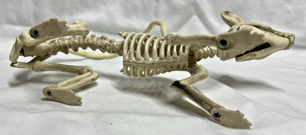 Halloween Decoration Prop Rat Skeleton Plastic Posable Tail Head Turns Jaw Opens