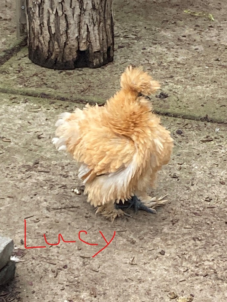 18 Silkie, Satin, Frizzle Hatching Eggs