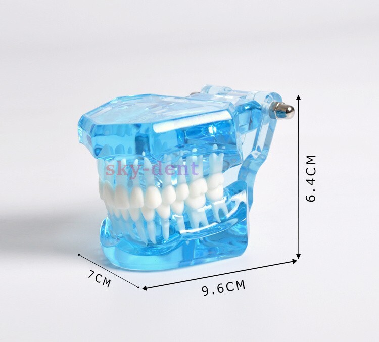 Dental Typodont Teeth Model Ortho Implant Pathological Perio Practice Demo Model