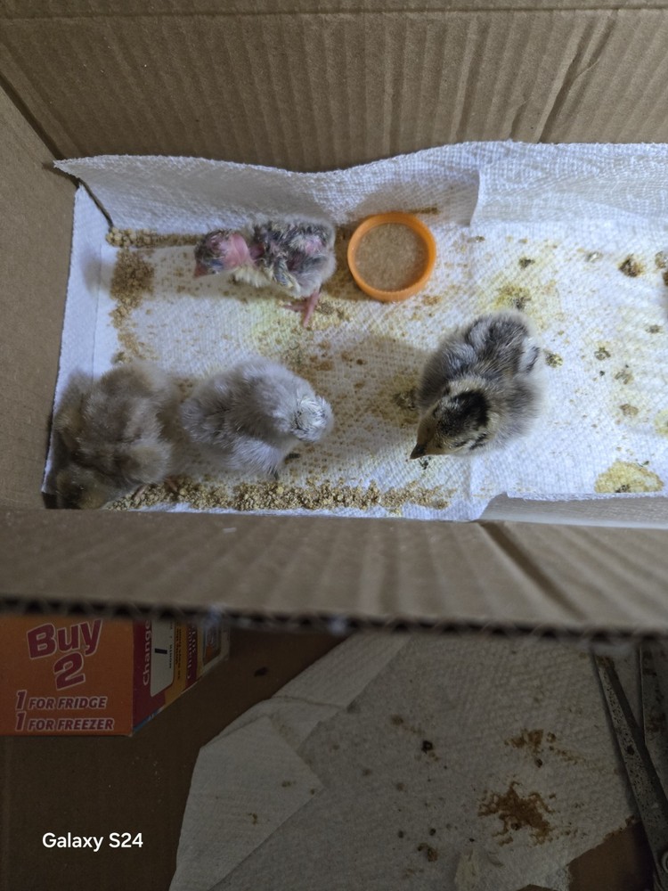 6++ Extreme Malaysian Serama Chicken Hatching Eggs (micro)