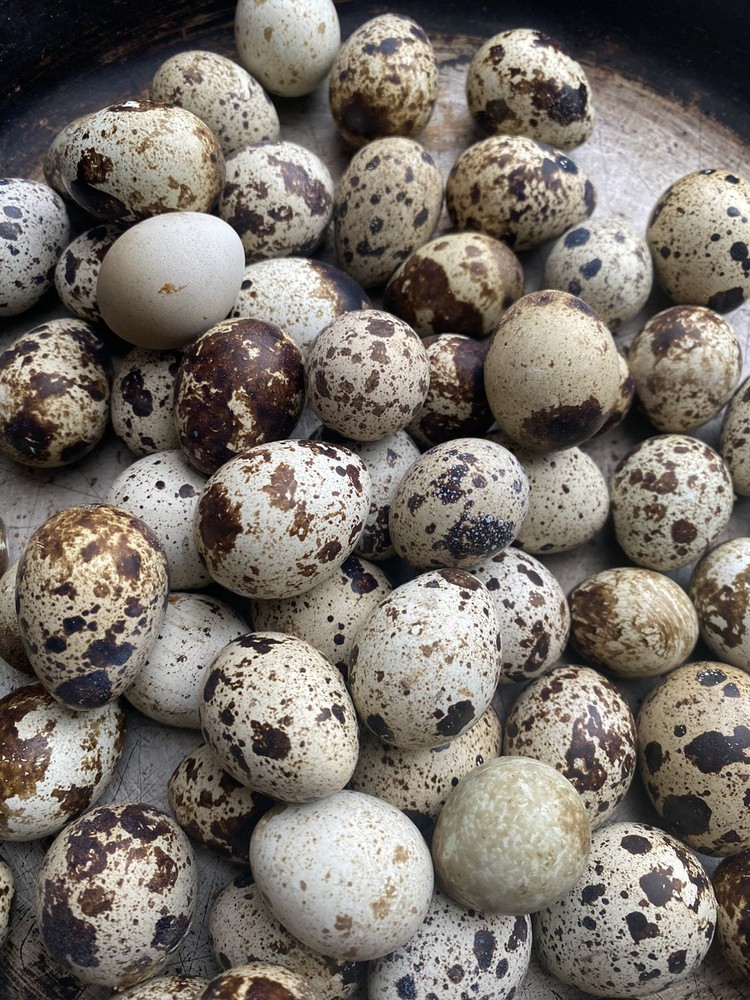 Quail Hatching Eggs with Natural Speckled Shells