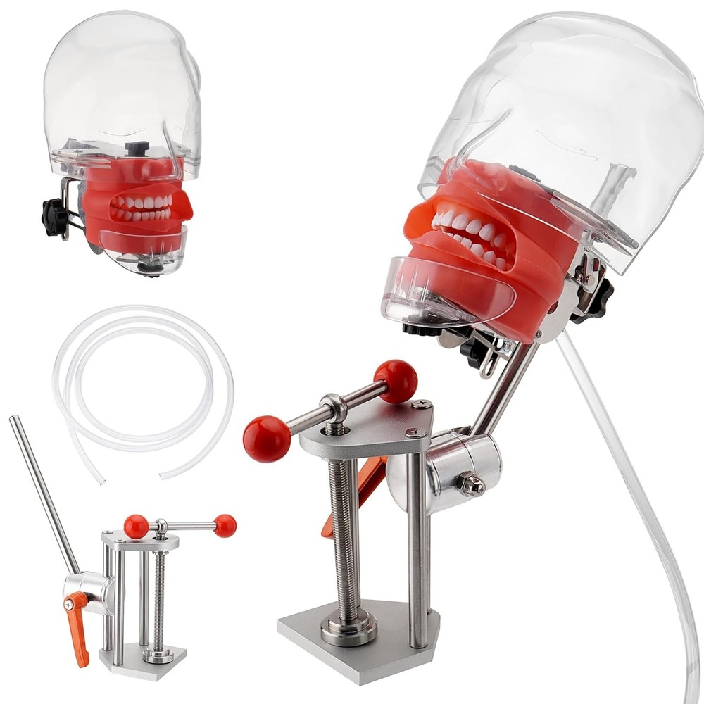 US Dental Simulator Mannequin Head Teeth Model Teaching Practicing Head Mold New