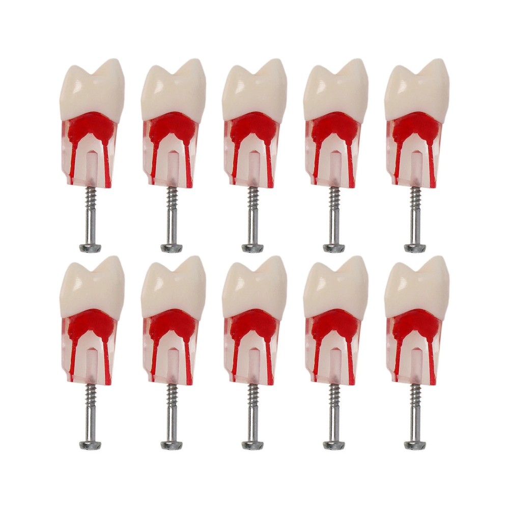 Dental Endodontic Root Canal Teeth Model Study Practice Typodont Model #14 #46