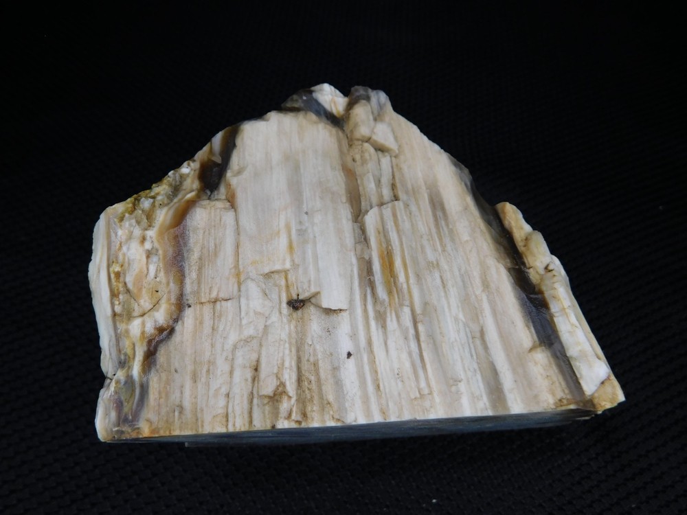 Petrified Wood Opalized Cut Display Specimen 2 lbs. 14 oz.
