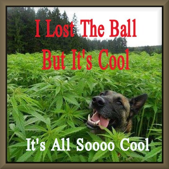 Weed Cannabis Funny German Shepard, Toolbox - Refrigerator Magnet, 42 MIL